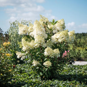 Obraz Hydrangea